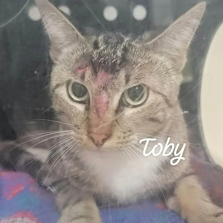 A young small-sized male Brown / Chocolate Domestic Short Hair cat named Toby for adoption in Buchanan Dam, TX
