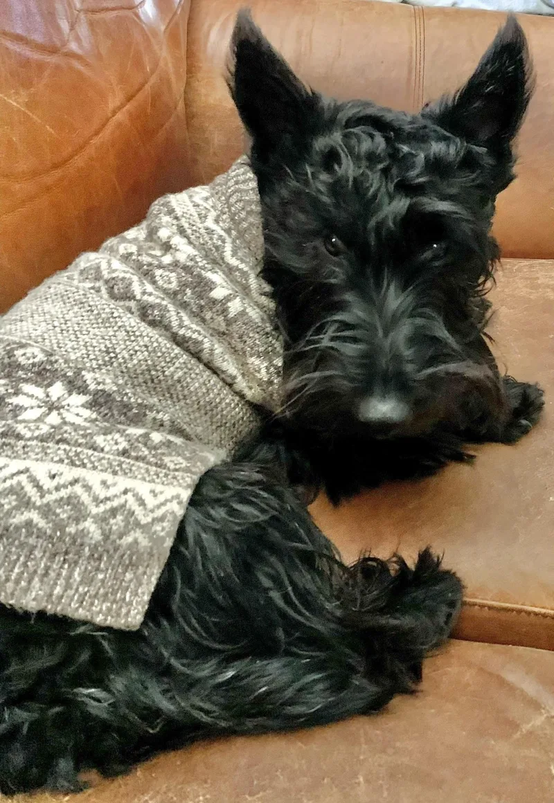 An adult medium-sized male Brindle Scottish Terrier dog named Archie for adoption in Rockaway, NJ