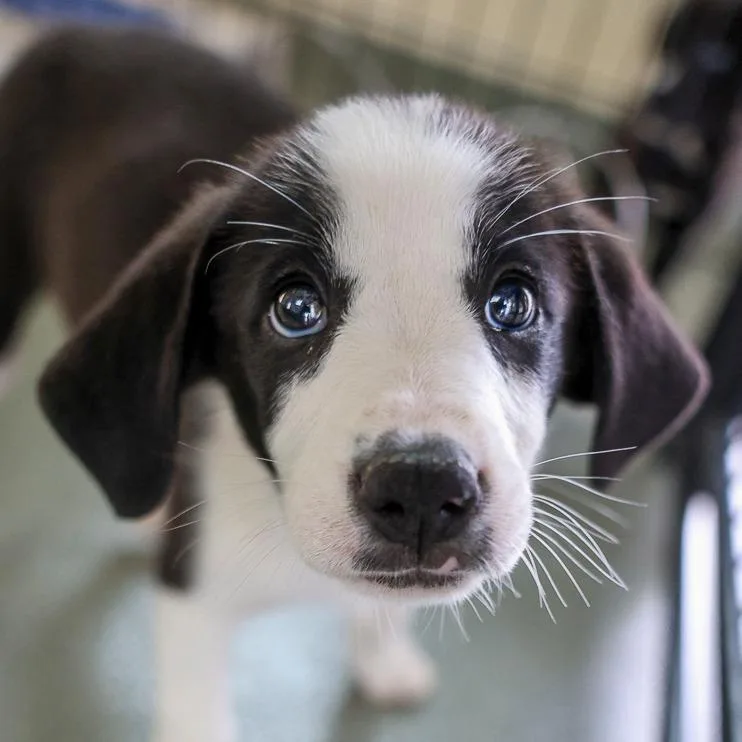A baby medium-sized female Black Mixed Breed dog named Miss Mina for adoption in Bradenton, FL