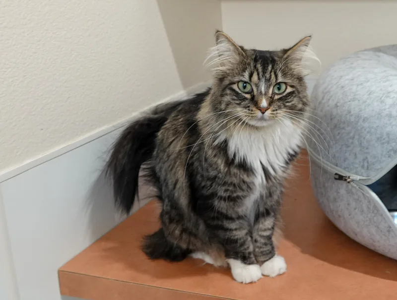 An adult medium-sized female Tabby (Brown / Chocolate) Domestic Medium Hair cat named Tippy for adoption in Boise, ID