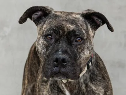 An adult medium-sized female Mixed Breed dog named Kehlani for adoption in Longmont, CO