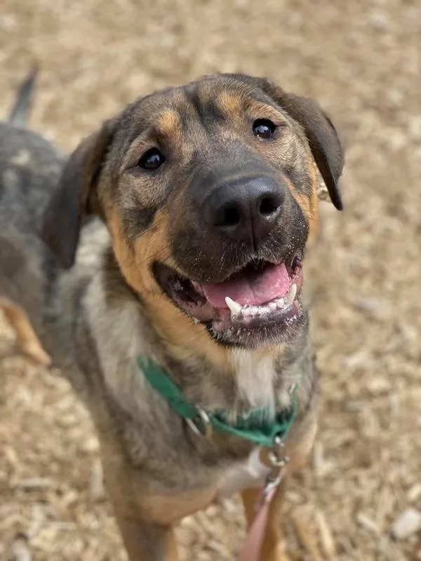 A senior large-sized female German Shepherd Dog dog named Delphi for adoption in Silverdale, WA