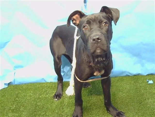 An adult medium-sized female Pit Bull Terrier dog named A for adoption in Gardena, CA