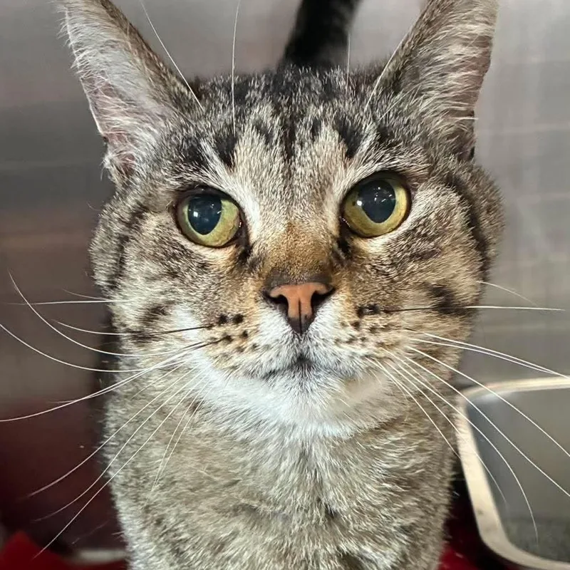 A senior large-sized female Tabby (Brown / Chocolate) Domestic Short Hair cat named Pepper for adoption in Petersburg, IL