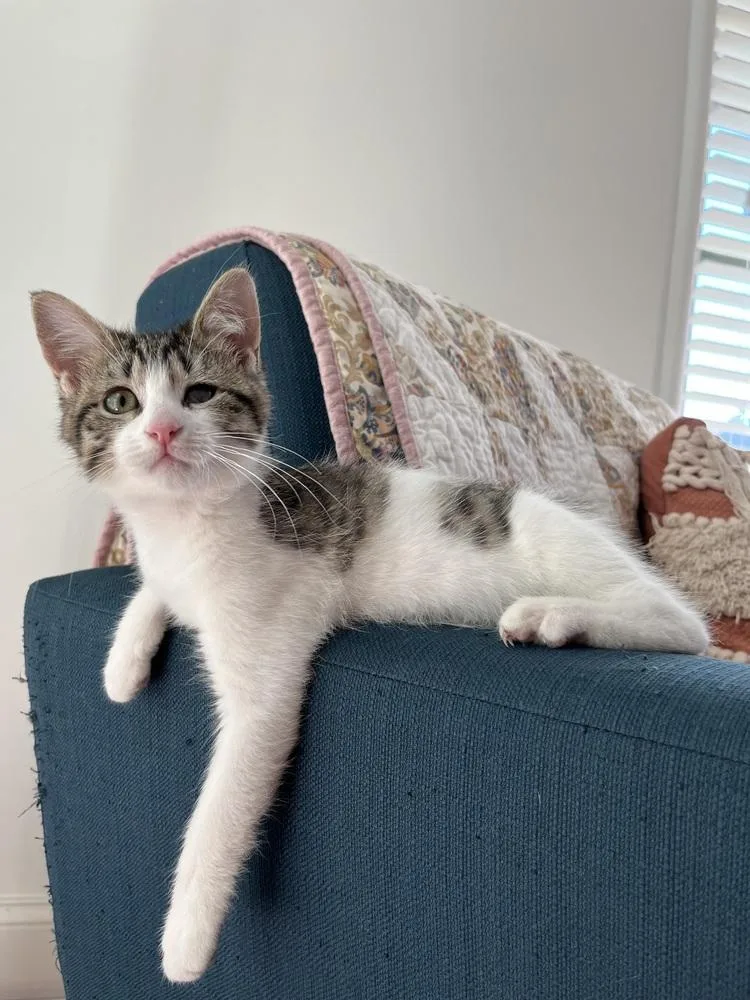 Felicity thumbnail 2