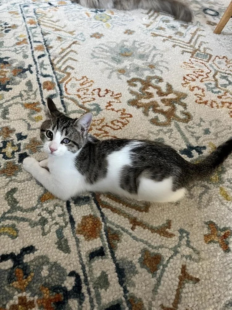 Felicity thumbnail 3