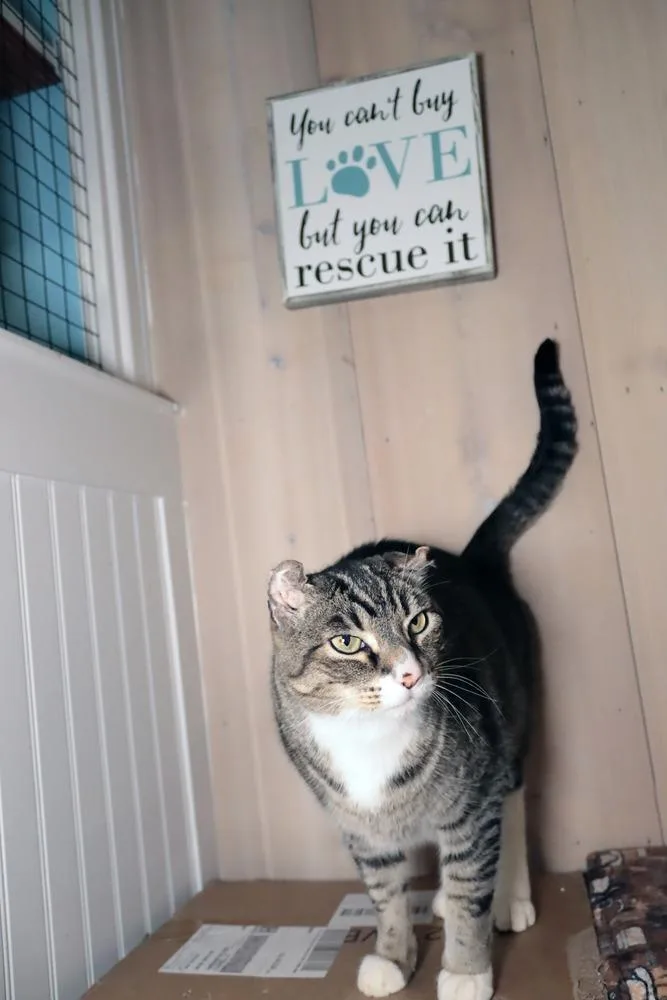 An adult large-sized male Brown / Chocolate Domestic Short Hair cat named Woody for adoption in Vancouver, WA