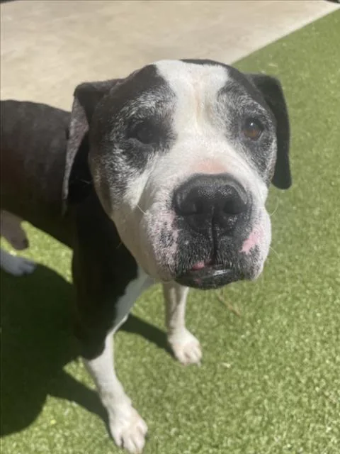 A senior large-sized male American Staffordshire Terrier dog named Bolo for adoption in Derwood, MD