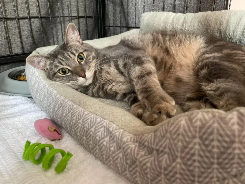 An adult large-sized male Domestic Short Hair cat named Mr Chubbs for adoption in New Bern, NC