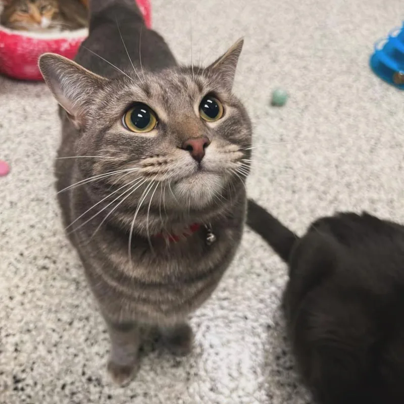 Mr Chubbs thumbnail 2