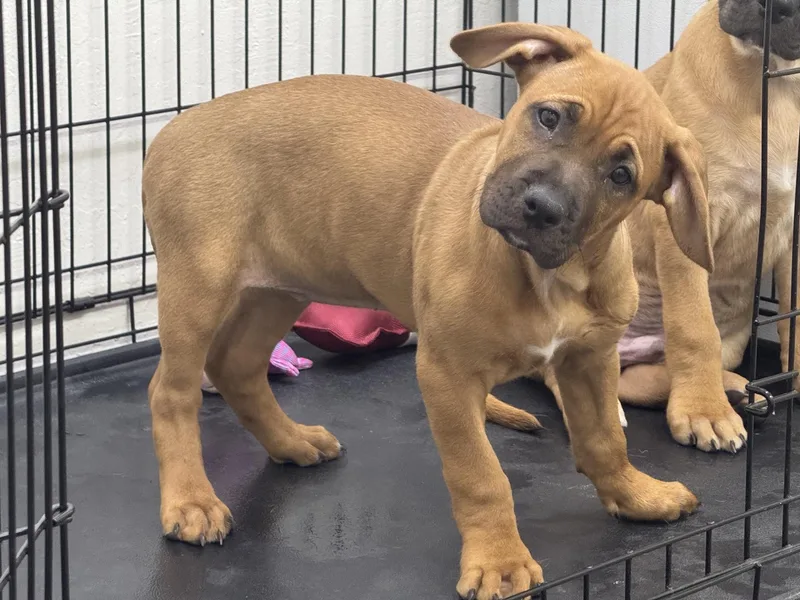 A baby medium-sized female Brown / Chocolate American Staffordshire Terrier dog named Tessarion for adoption in Sonora, CA