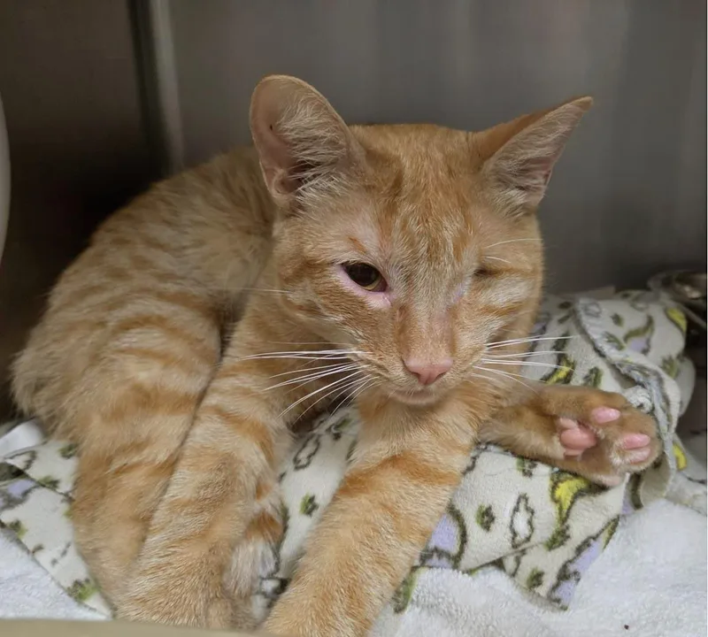 An adult medium-sized male Domestic Short Hair cat named Edm for adoption in Plover, WI
