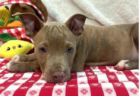 A baby large-sized male Pit Bull Terrier dog named Ruckus for adoption in Wetumpka, AL