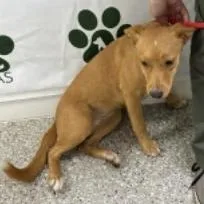 A baby medium-sized female Yellow / Tan / Blond / Fawn Terrier dog named Riley for adoption in Tampa, FL