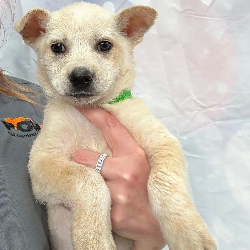 A young medium-sized female White / Cream Yellow Labrador Retriever dog named Sansa for adoption in Normal, IL