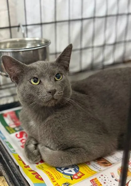 An adult medium-sized male Gray / Blue / Silver Domestic Short Hair cat named Barry for adoption in Clarkesville, GA