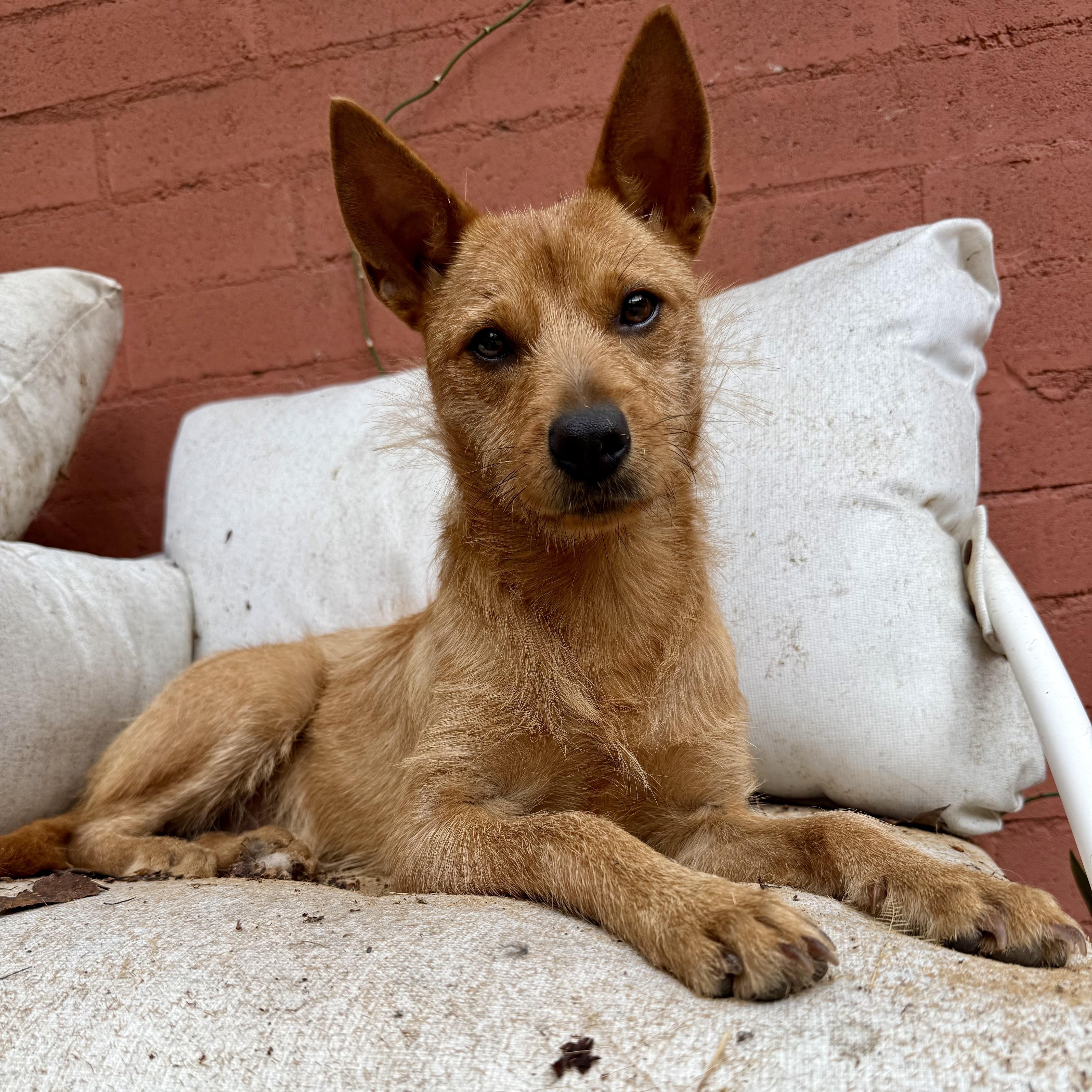 A young small-sized female Golden Border Terrier dog named Foxy for adoption in Los Gatos, CA