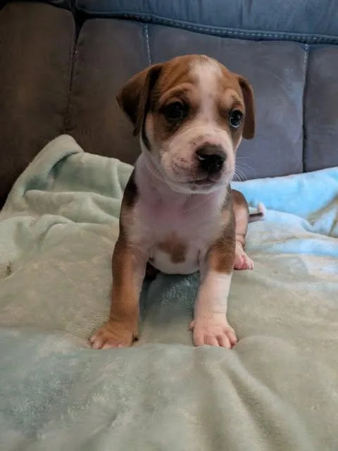 A baby medium-sized male American Bulldog dog named Dean for adoption in Wichita Falls, TX
