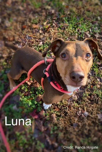 Luna thumbnail 3