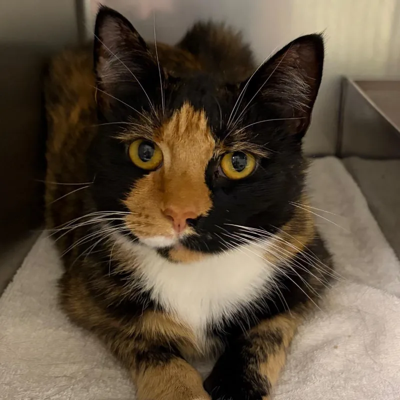 An adult large-sized female Torbie Domestic Short Hair cat named Calli Istahr for adoption in Harrisonburg, VA