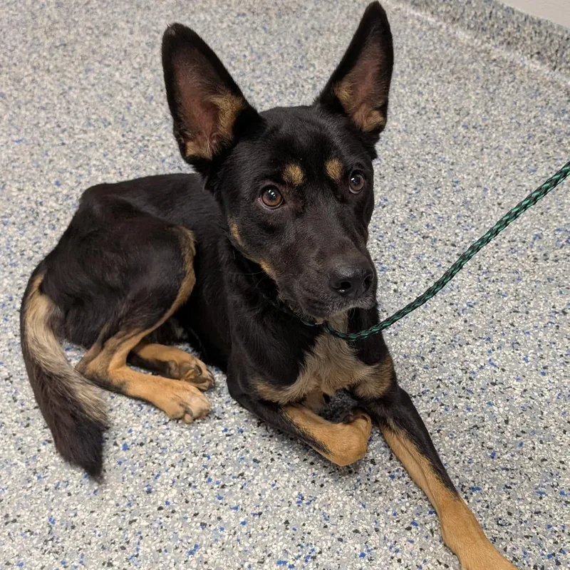 An adult medium-sized male Black Mixed Breed dog named Halo for adoption in Greenville, SC