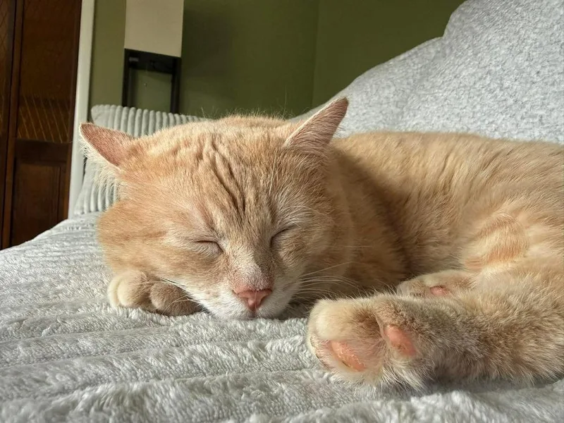 An adult large-sized male Domestic Short Hair cat named Shrek for adoption in Clarksville, TN