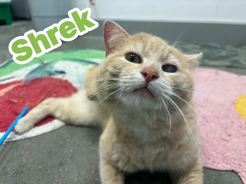 Shrek thumbnail 4