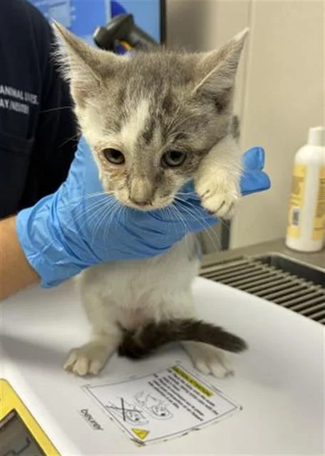 A baby small-sized female Domestic Short Hair cat named A for adoption in Visalia, CA