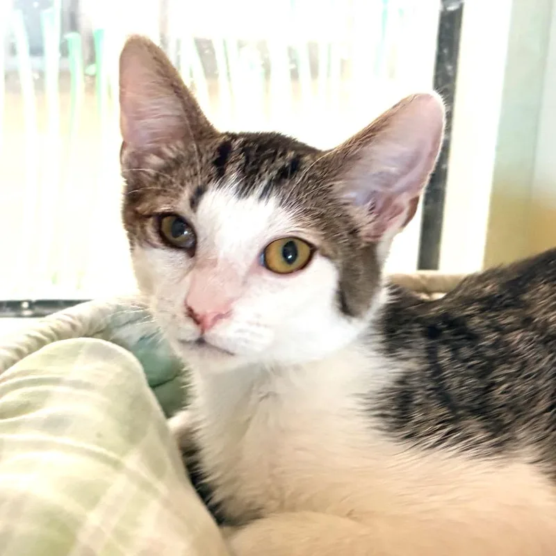 A baby medium-sized male Brown / Chocolate Domestic Short Hair cat named Dipper for adoption in Sarasota, FL