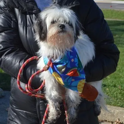 An adult small-sized male Shih Tzu dog named Napoleon for adoption in Elk Grove Village, IL