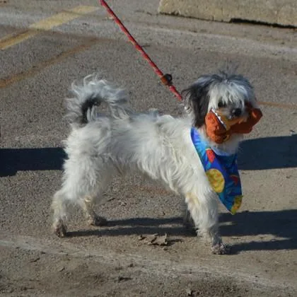 Napoleon thumbnail 2