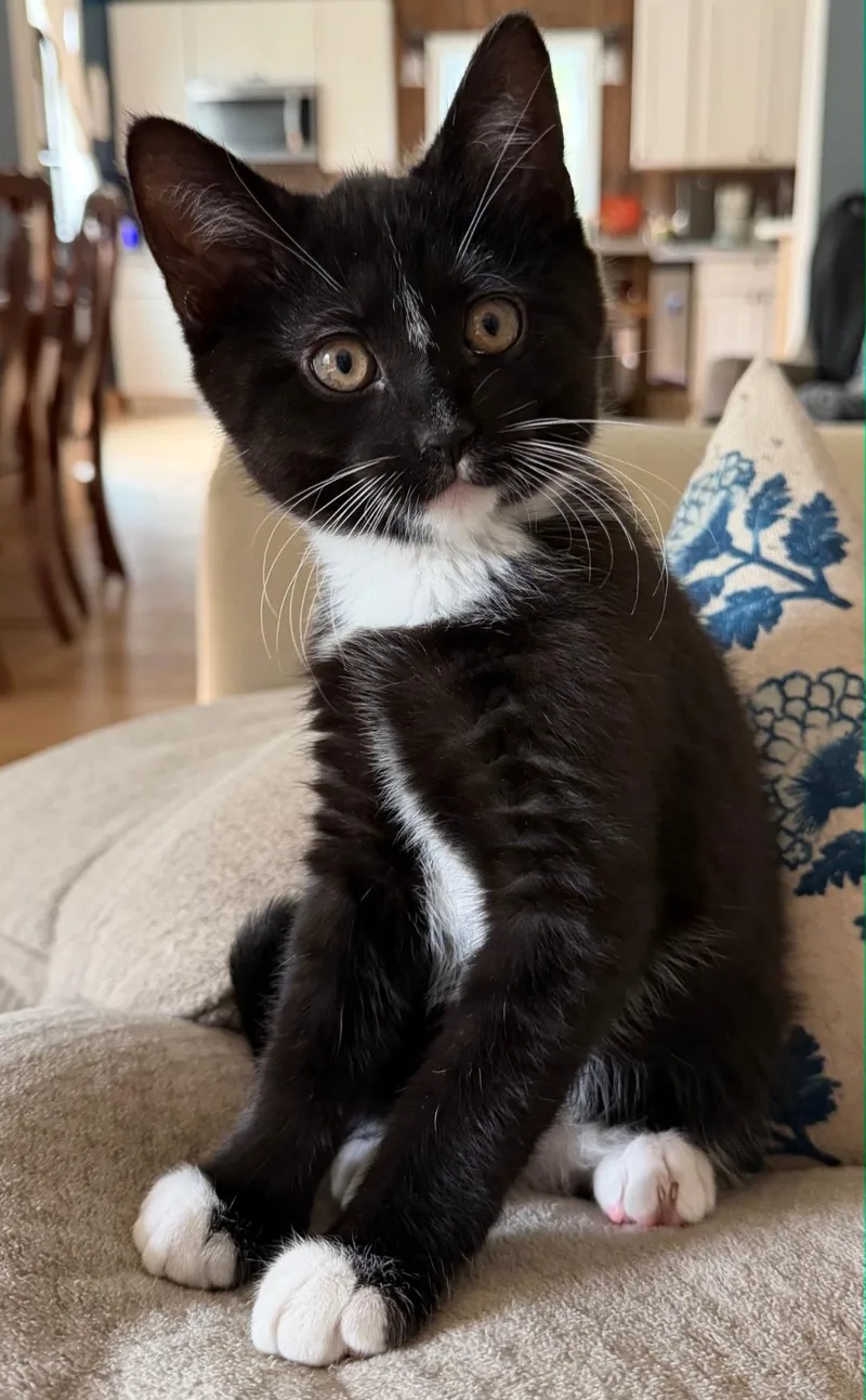 A baby medium-sized female Black & White / Tuxedo Domestic Short Hair cat named Echo for adoption in Clayton, NJ