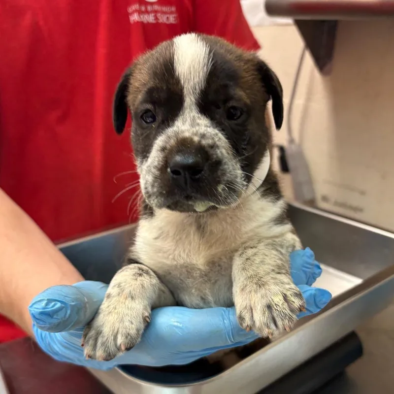 A baby small-sized female Brindle Terrier dog named Tanya for adoption in Birmingham, AL