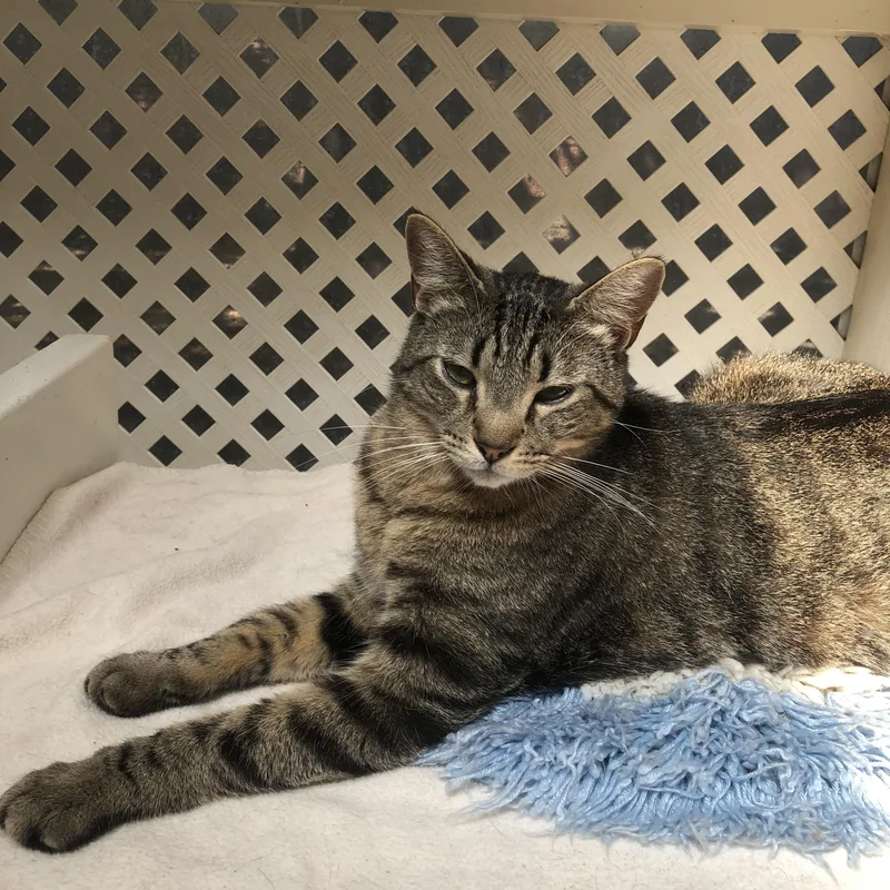 An adult medium-sized male Tabby (Brown / Chocolate) Tabby cat named Jax for adoption in Lompoc, CA