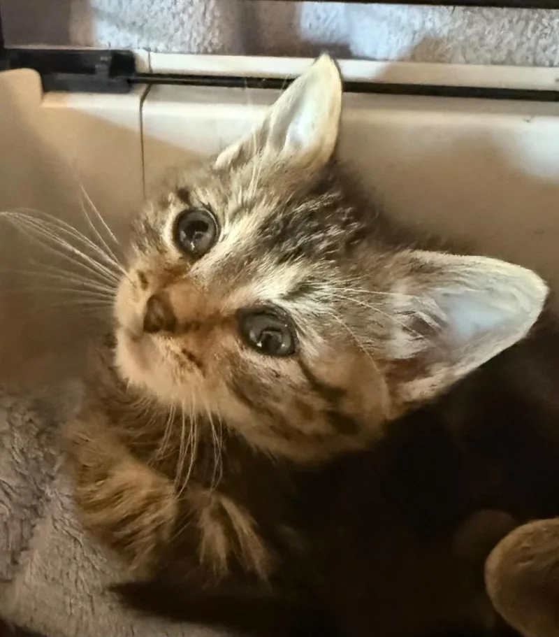 A baby medium-sized female Domestic Short Hair cat named Nala for adoption in Pomona, NY