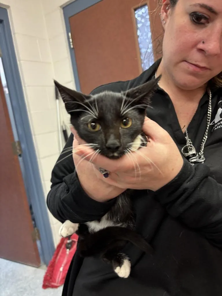 A baby medium-sized male Domestic Short Hair cat named Carter for adoption in Warrenton, NC