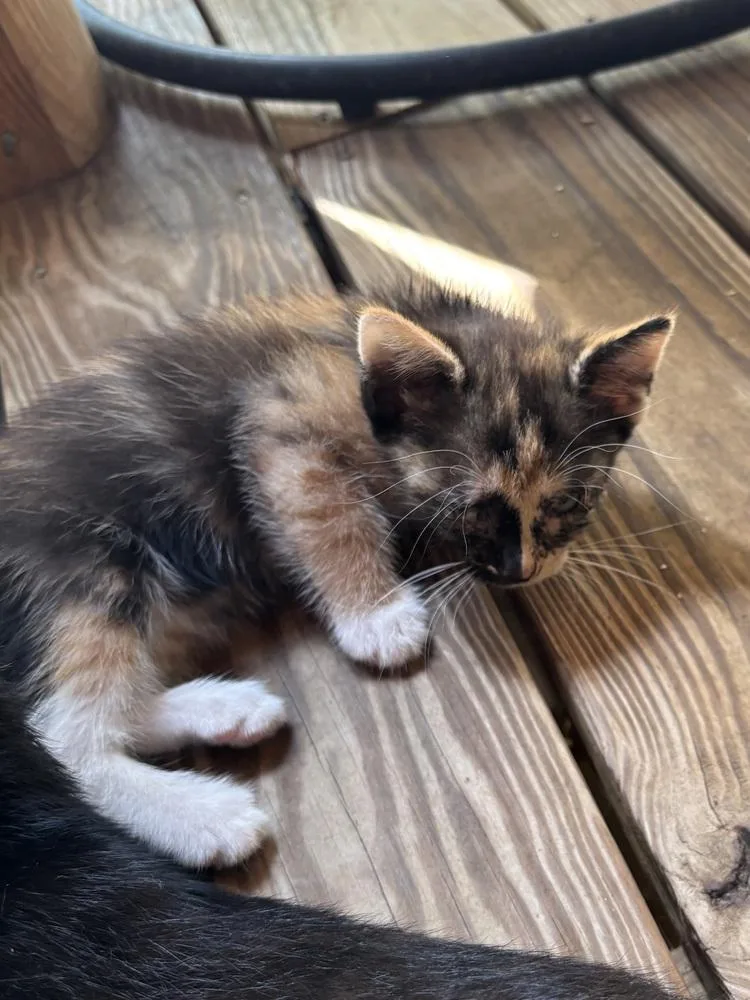 A baby medium-sized female Domestic Short Hair cat named Eartha for adoption in Salisbury, NC