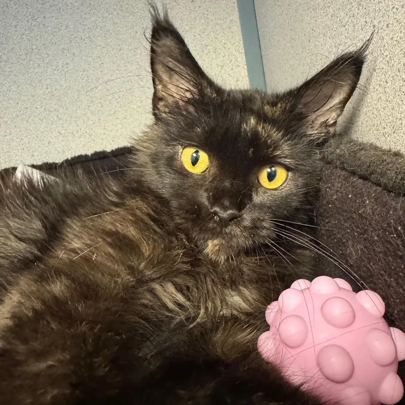 An adult medium-sized female Black Domestic Long Hair cat named Eleanor for adoption in Cedar Rapids, IA