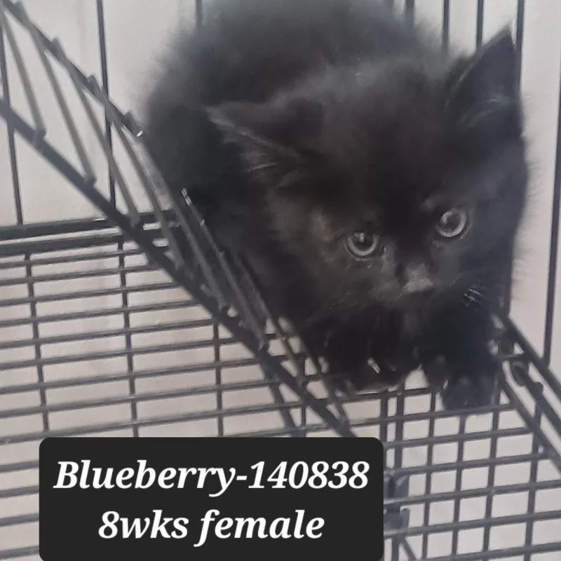 A baby small-sized female Domestic Short Hair cat named Blueberry for adoption in New Tazewell, TN