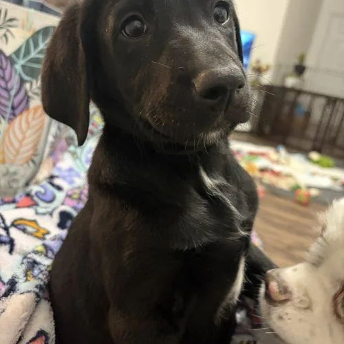 A baby small-sized male Black Labrador Retriever dog named Boyle for adoption in Fishers, IN