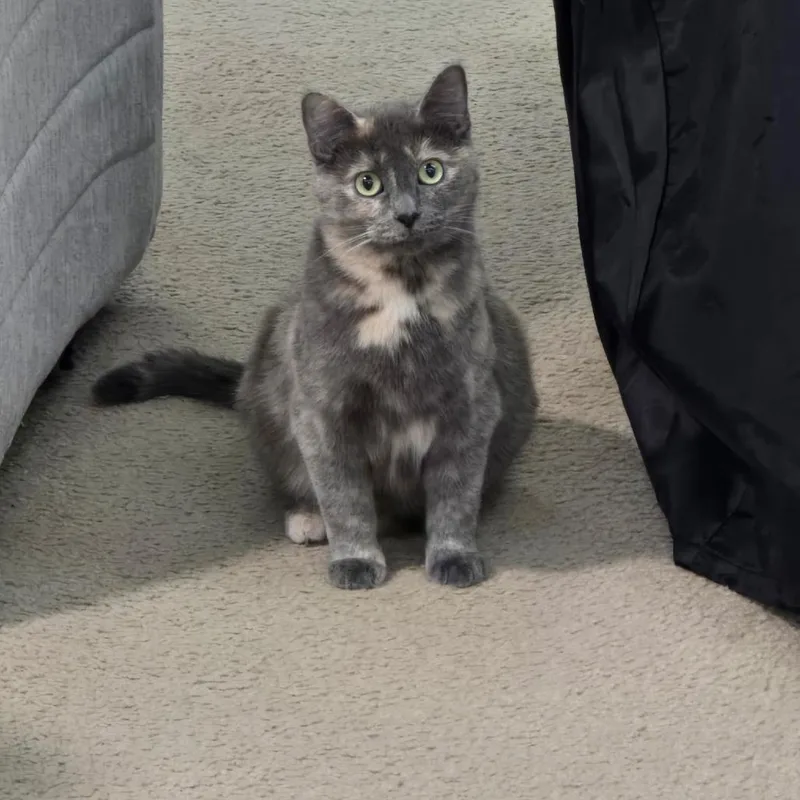 An adult medium-sized female Domestic Short Hair cat named Shadow for adoption in Bristol, IN