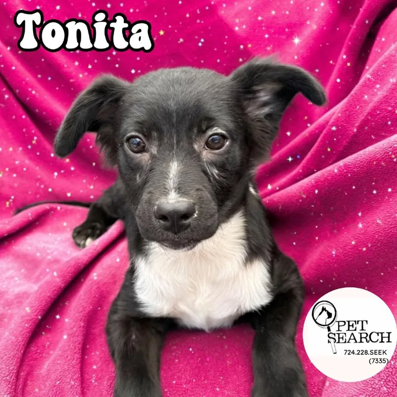Tonita