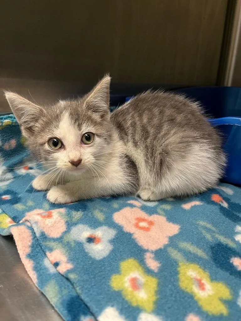 A baby medium-sized female Domestic Short Hair cat named Rabbit for adoption in Troy, OH