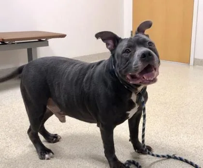 Garfunkel thumbnail 2