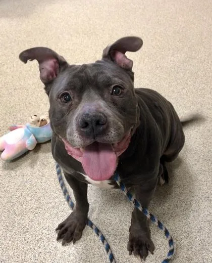 Garfunkel thumbnail 3