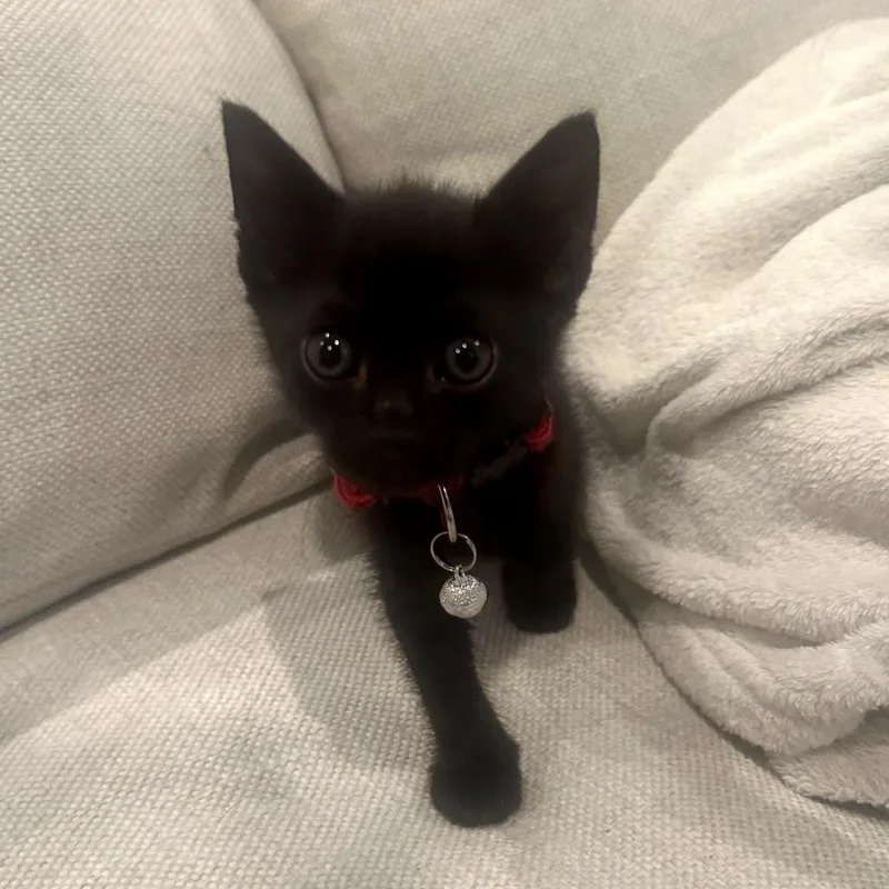 Sprite thumbnail 6