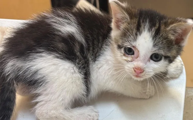 A baby small-sized male Domestic Short Hair cat named Percy for adoption in Elizabethton, TN