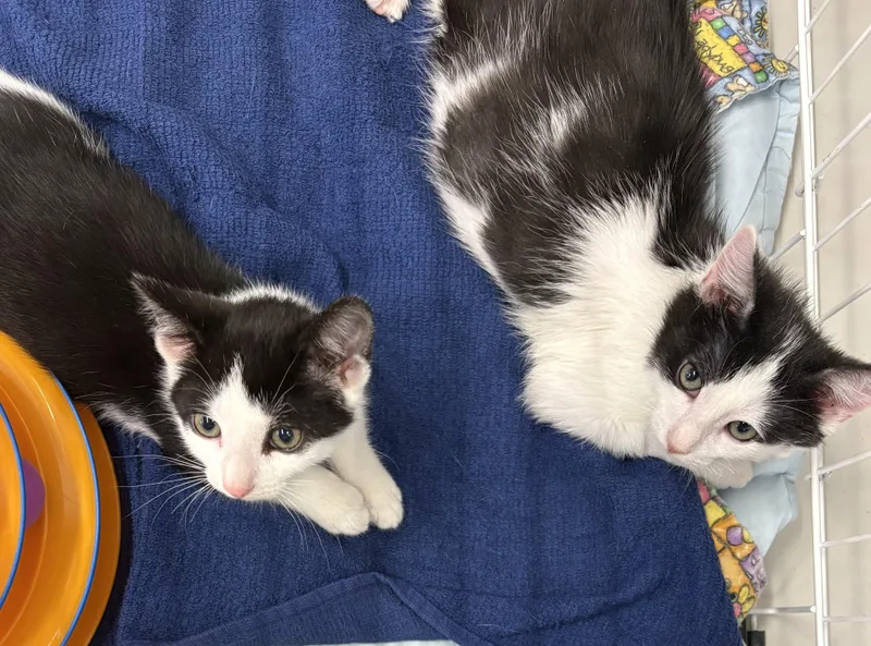 A baby medium-sized male Black & White / Tuxedo Domestic Short Hair cat named Jethro for adoption in Roslyn Heights, NY