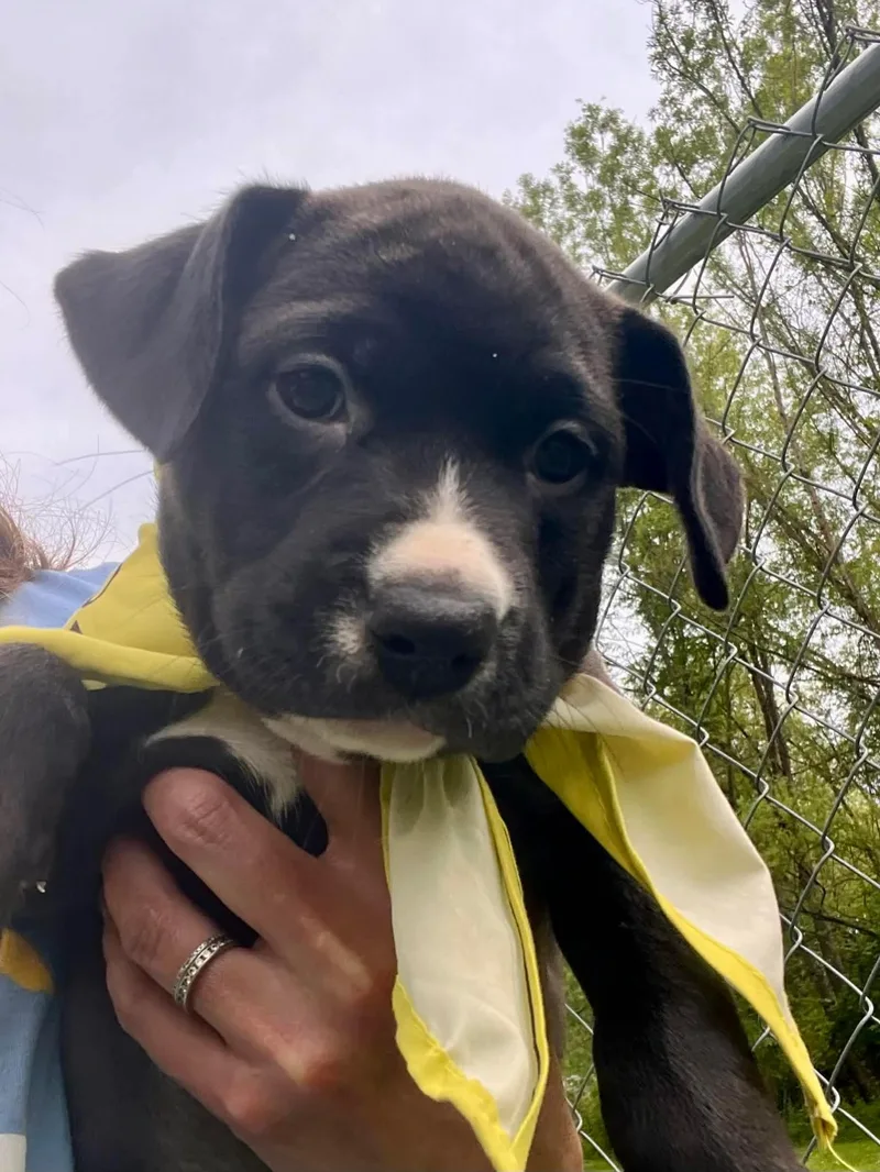 A baby medium-sized female Black Bull Terrier dog named Snow White for adoption in Greensburg, PA