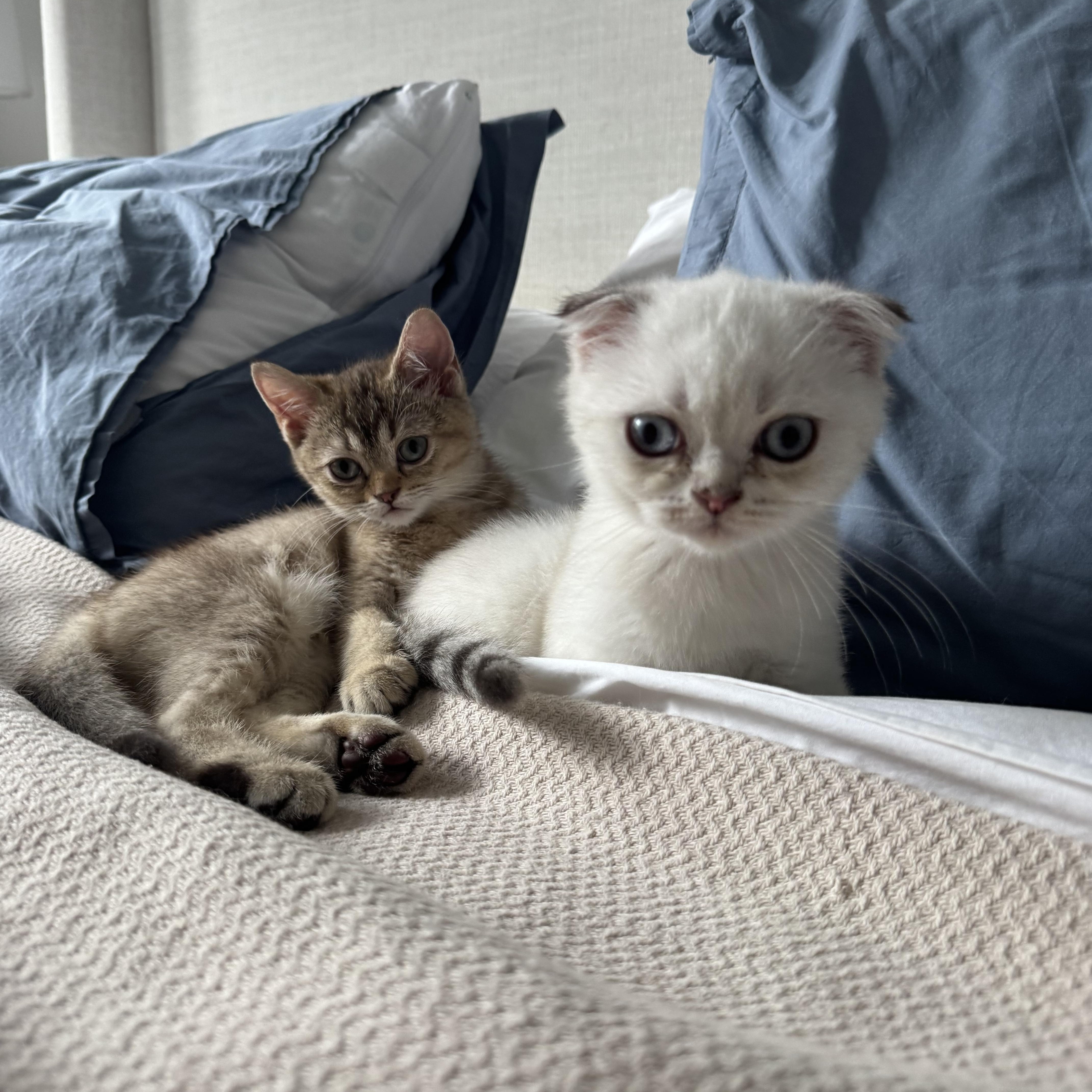 Ferdinand and Thebe